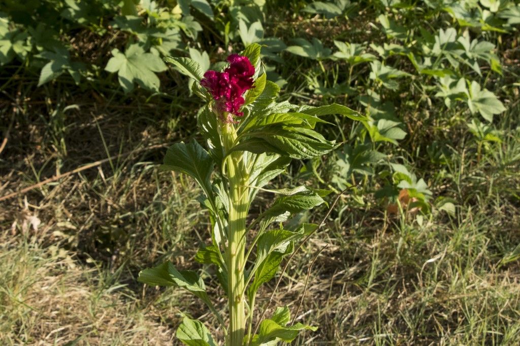 Celosia cristata (Amaranthaceae)