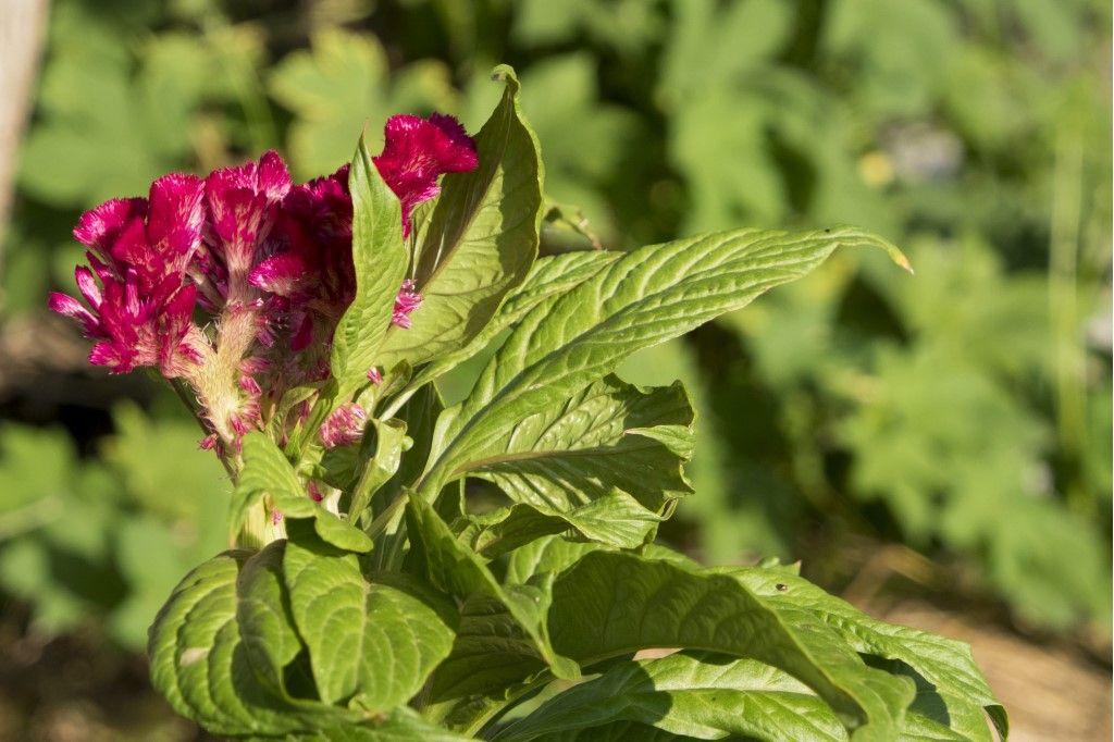 Celosia cristata (Amaranthaceae)