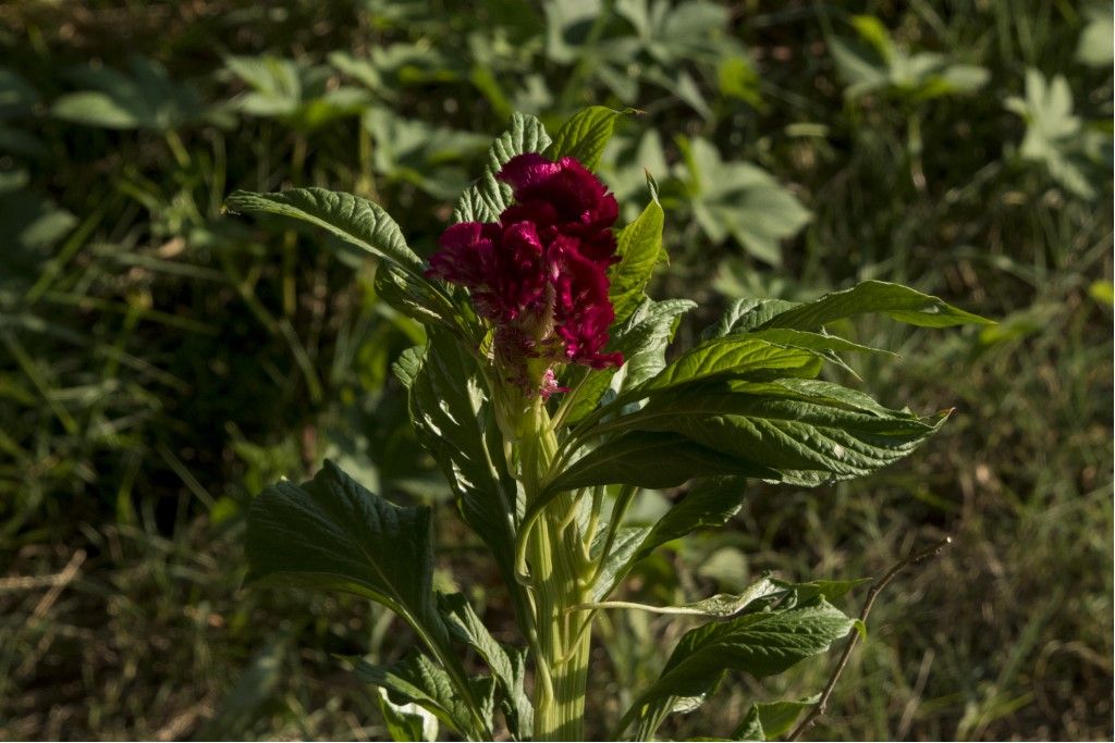 Celosia cristata (Amaranthaceae)