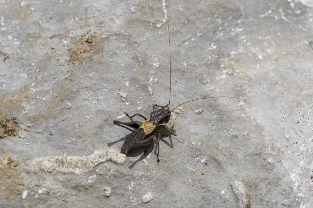 Aiuto per identificazione