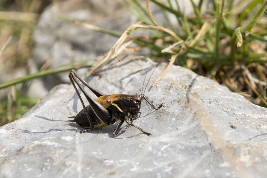 Aiuto per identificazione