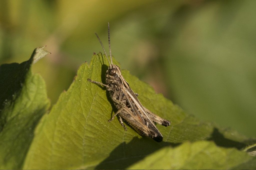 Acrididae da identificare