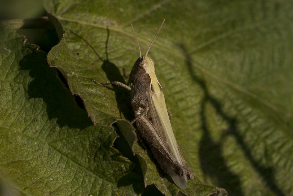 Acrididae da identificare