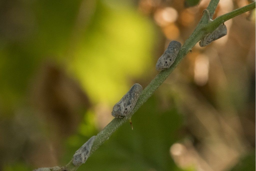 Esuvie di Metcalfa pruinosa