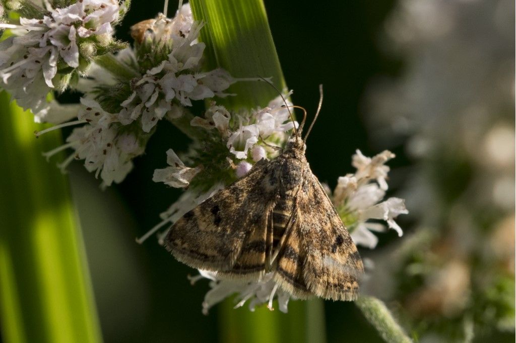 Pyrausta despicata? S
