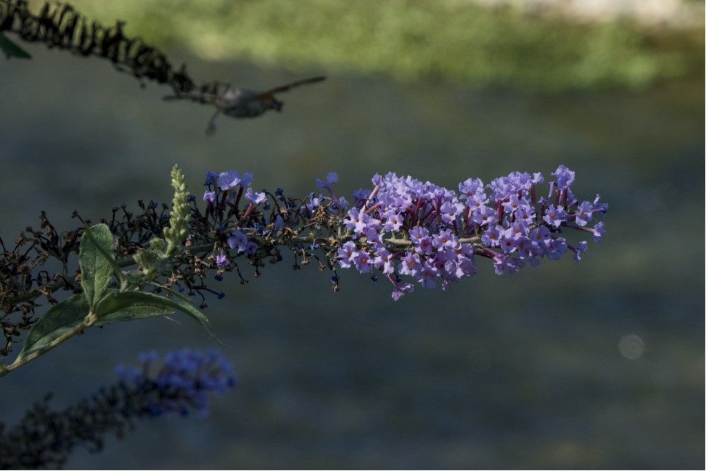 Buddleja davidii