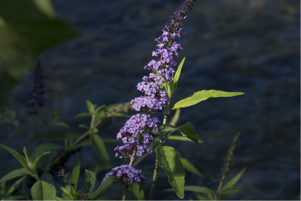 Buddleja davidii