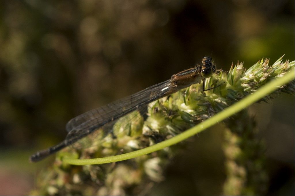 Ischnura elegans, femmina