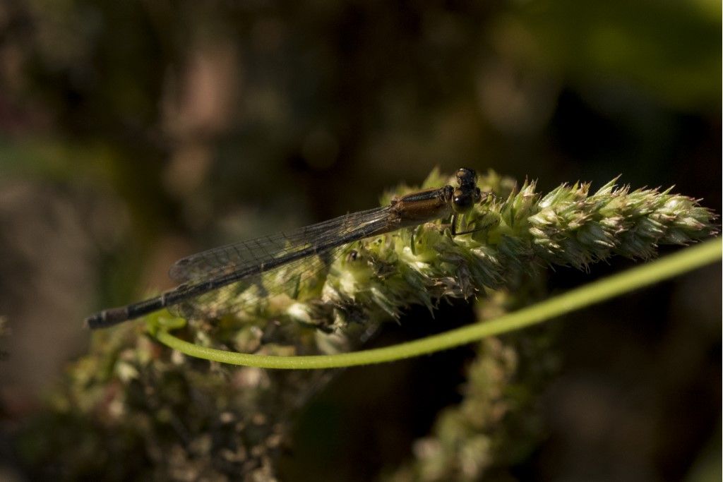 Ischnura elegans, femmina