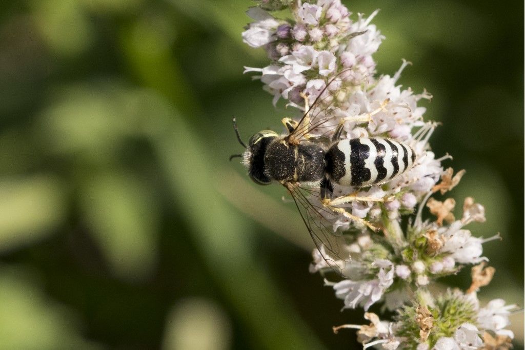 Crabronidae: maschio di Bembix sp.