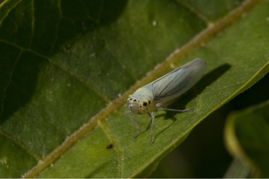 Cicadella viridis ?