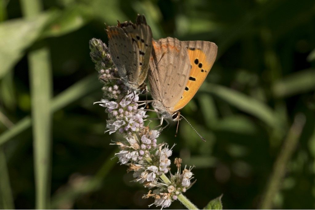 Lycaena phlaeas ?    Lycaena phlaeas e Lycaena tityrus (femmina e maschio)