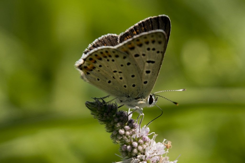 Lycaena phlaeas ?    Lycaena phlaeas e Lycaena tityrus (femmina e maschio)