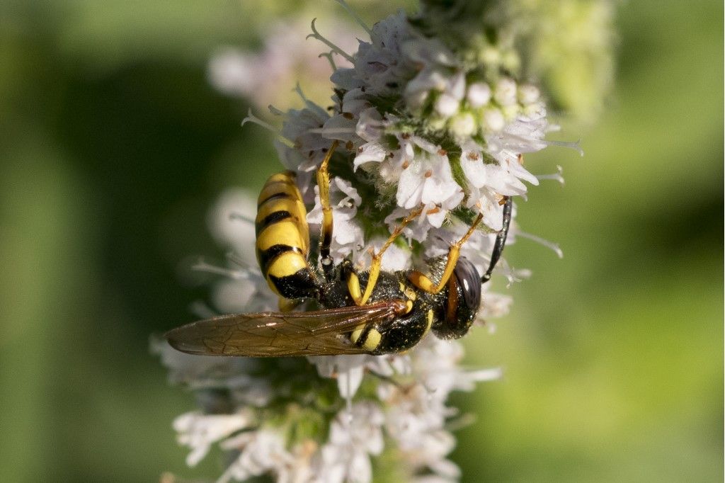 Philanthus triangulum (Crabronidae)