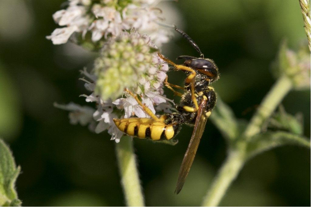 Philanthus triangulum (Crabronidae)