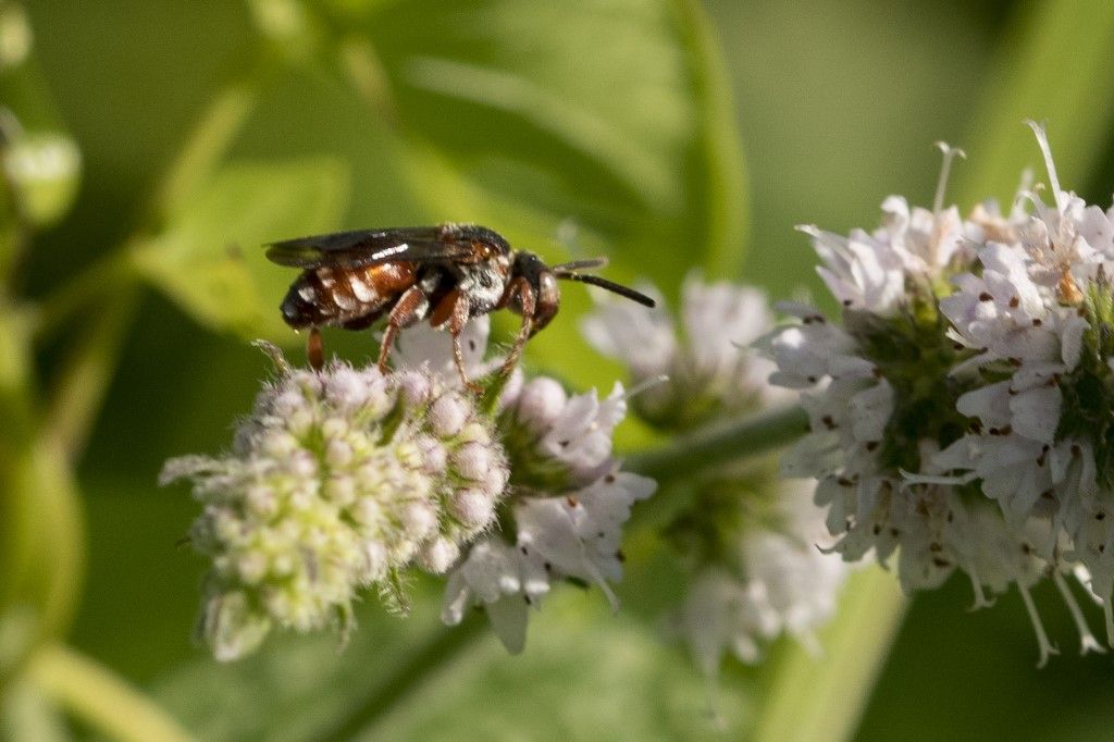 Apidae: Pasites maculatus