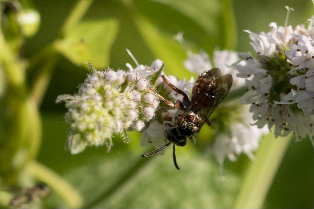Apidae: Pasites maculatus