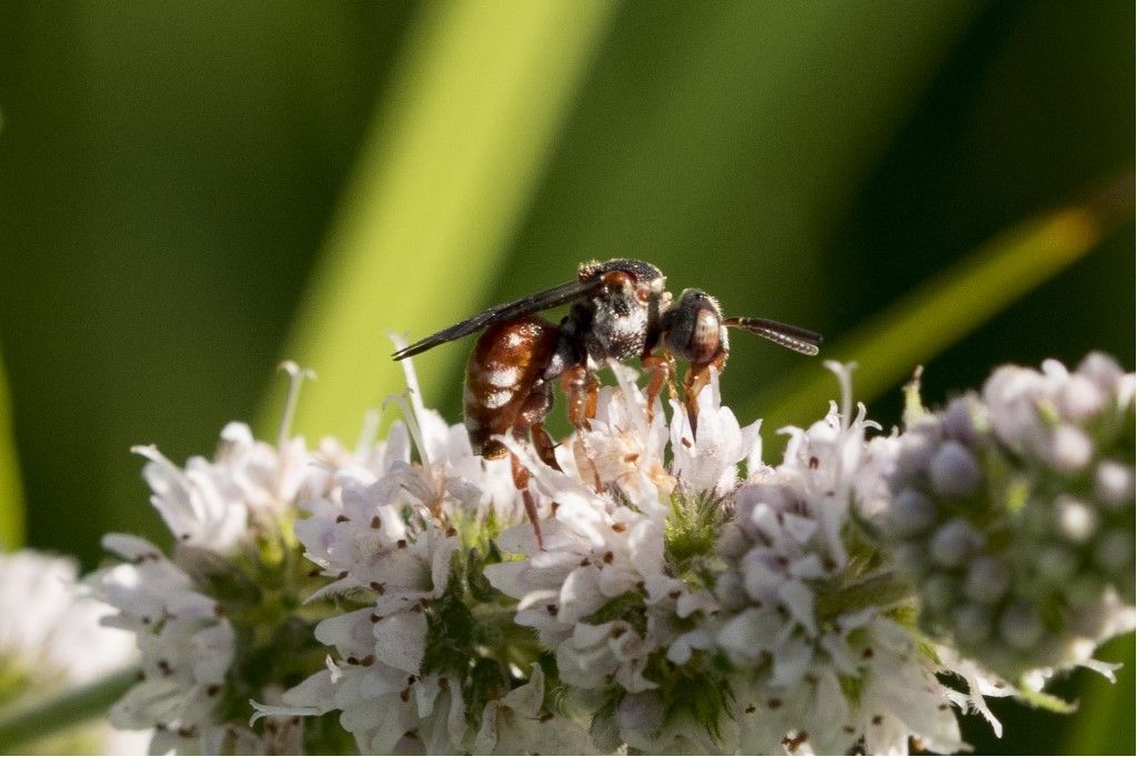 Apidae: Pasites maculatus