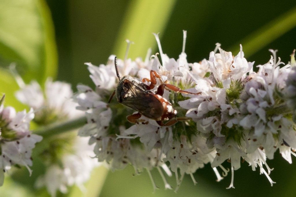 Apidae: Pasites maculatus