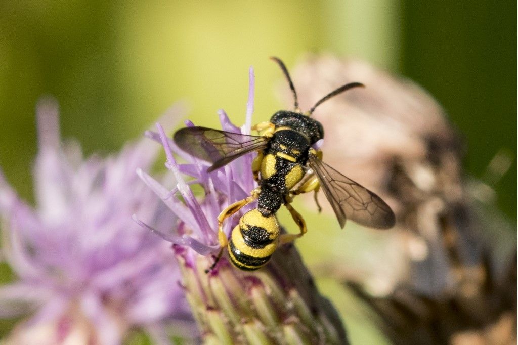 Crabronidae: Cerceris? S, maschio.