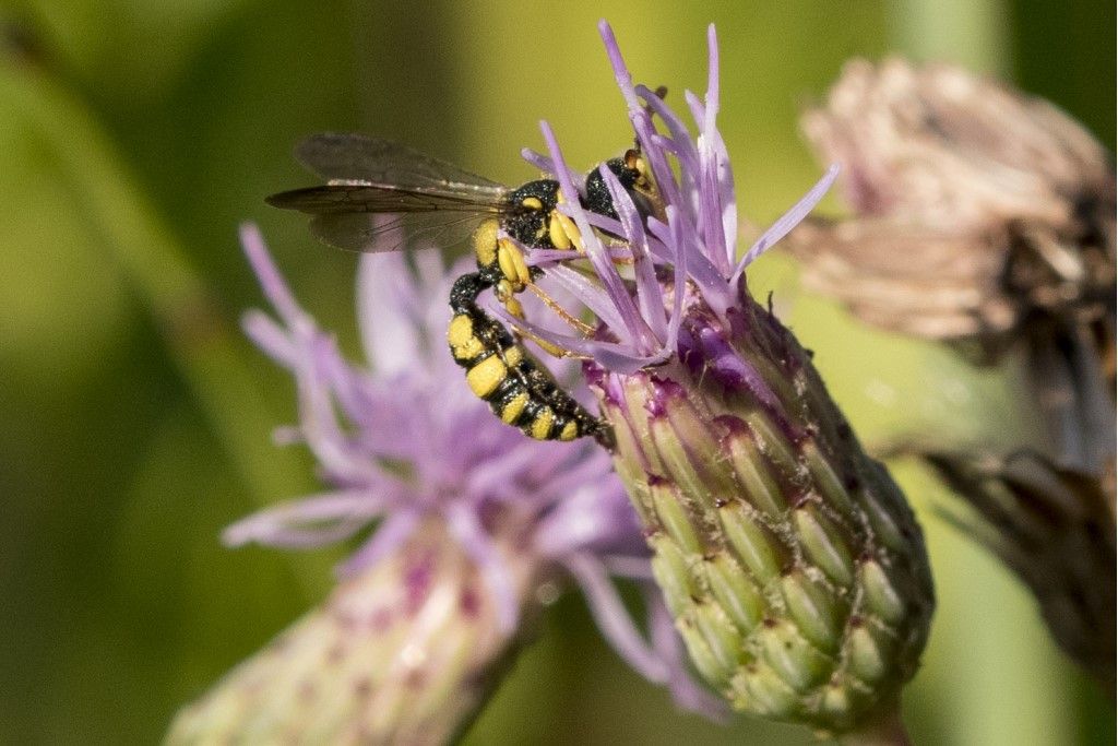 Crabronidae: Cerceris? S, maschio.
