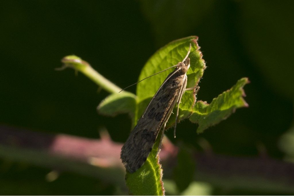 Nomophila noctuella (Crambidae)