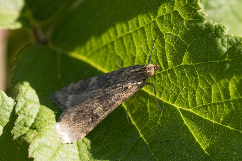 Nomophila noctuella (Crambidae)