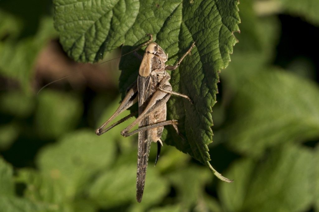 Tettigoniidae: Platycleis grisea,m & f