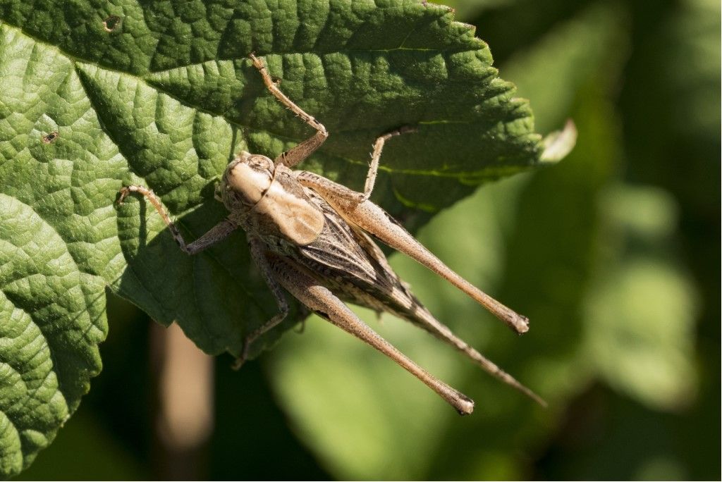 Tettigoniidae: Platycleis grisea,m & f