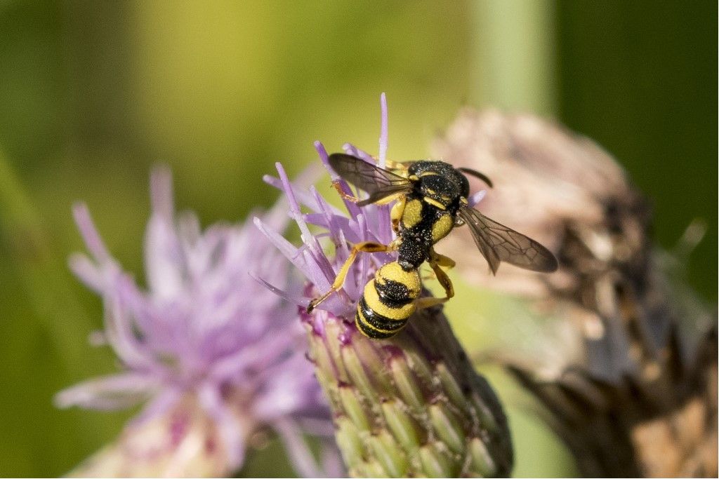 Crabonidae:  Cerceris sp.