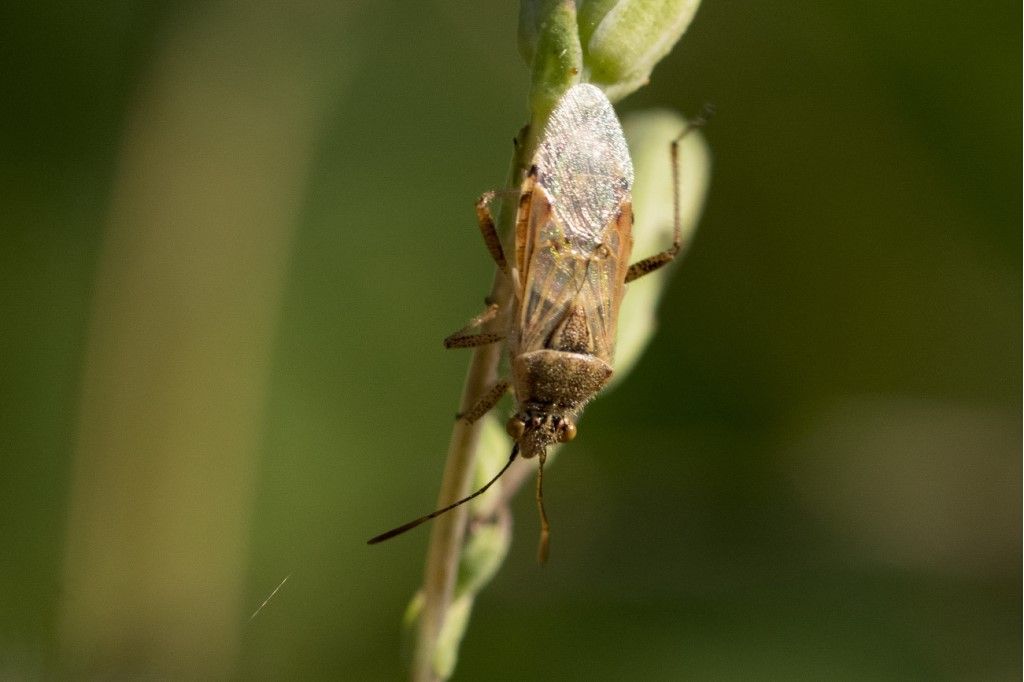 Rhopalidae: Liorhyssus hyalinus