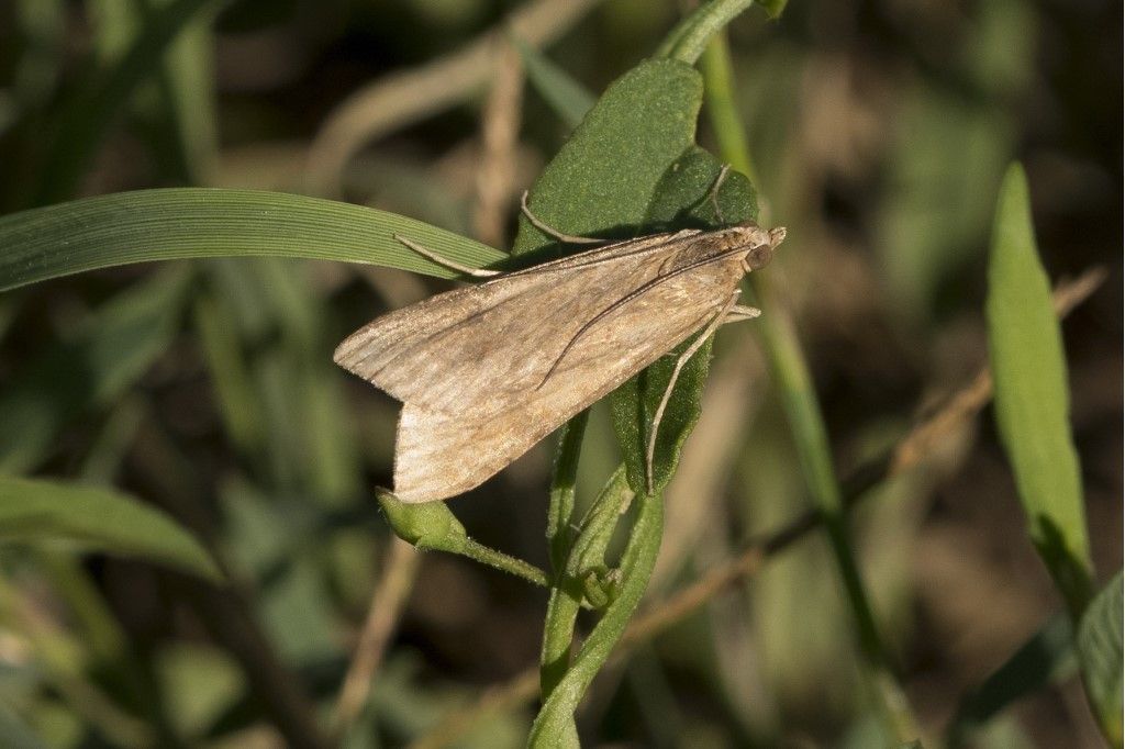 Nomophila noctuella (Crambidae)