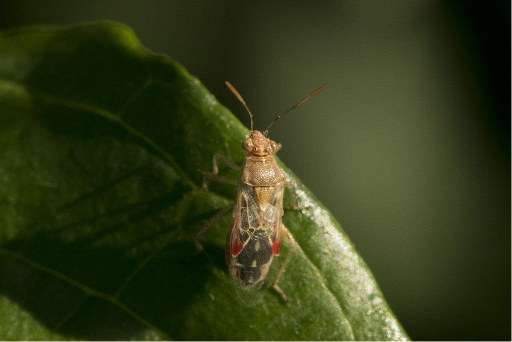 Rhopalidae: Liorhyssus hyalinus