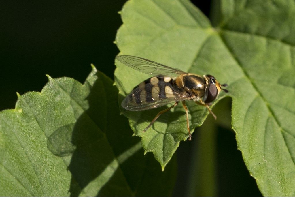 Syrphidae : Eupeodes corollae, femmina