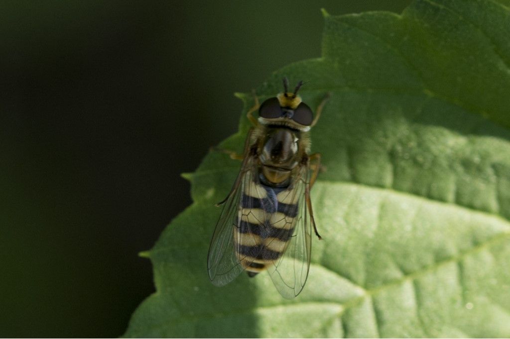 Syrphidae : Eupeodes corollae, femmina