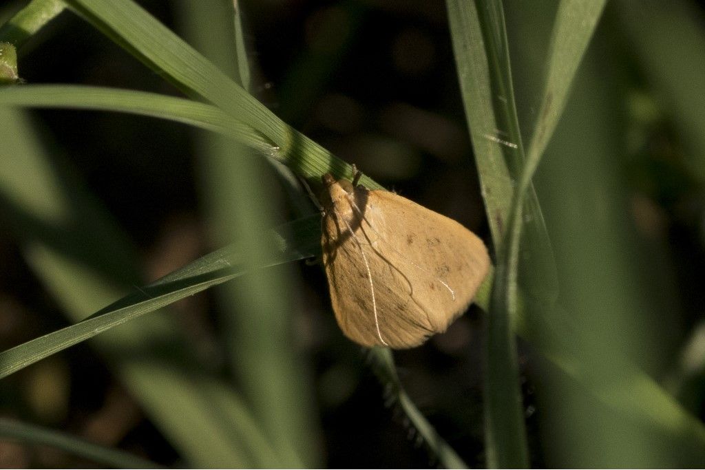 Achyra nudalis - Crambidae