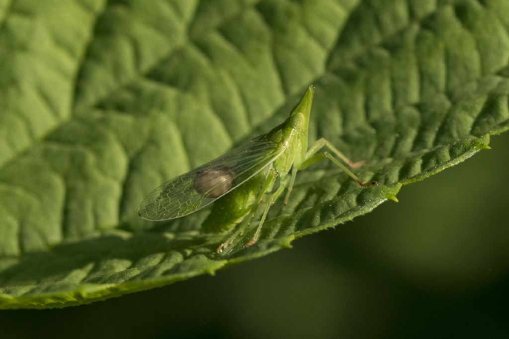 Dictyophara europaea