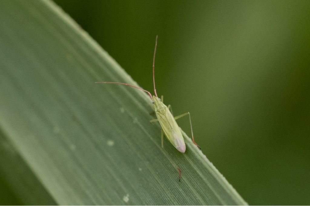 Miridae: Trigonotylus sp.,  (cfr. ruficornis o caelestialium)