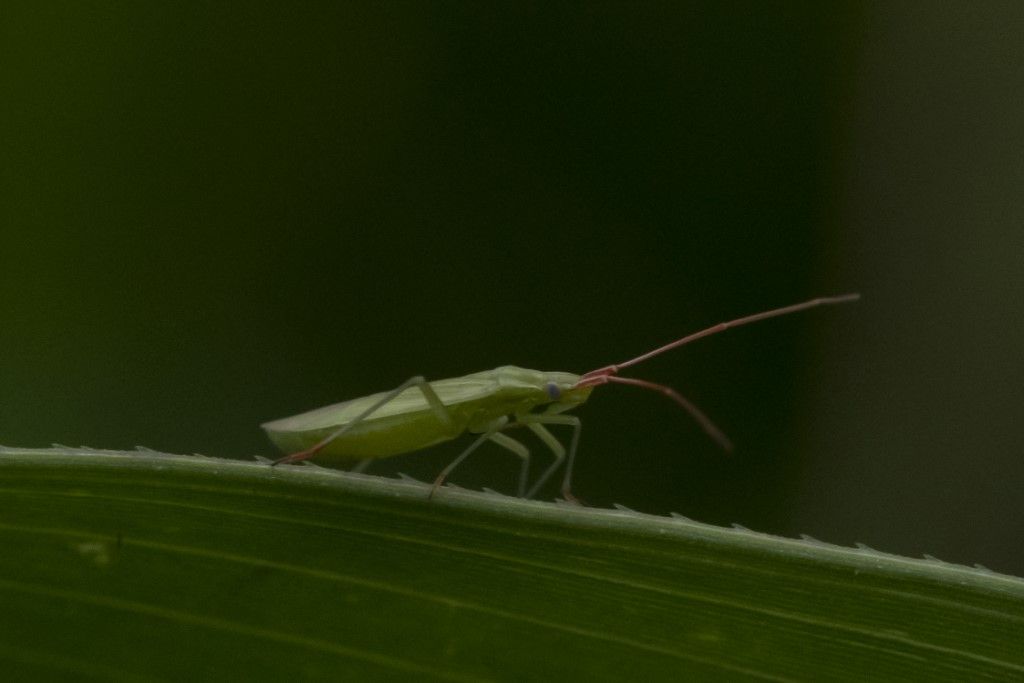 Miridae: Trigonotylus sp.,  (cfr. ruficornis o caelestialium)