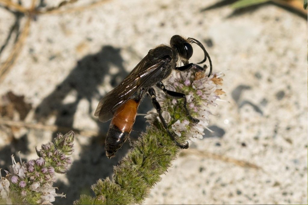 Sphecidae: maschio di Sphex funerarius