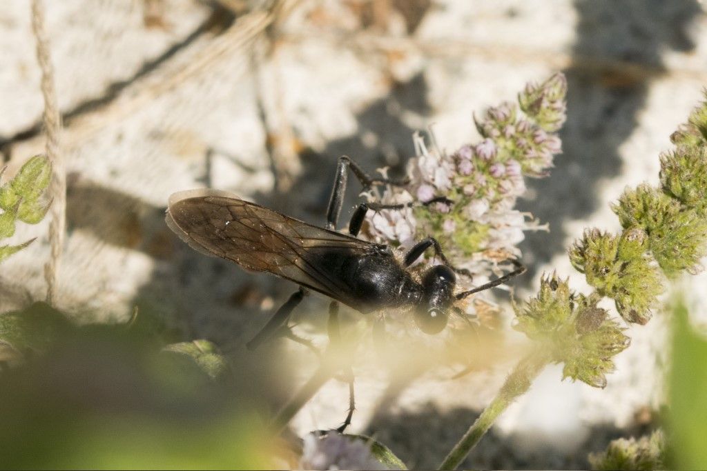 Sphecidae: maschio di Sphex funerarius