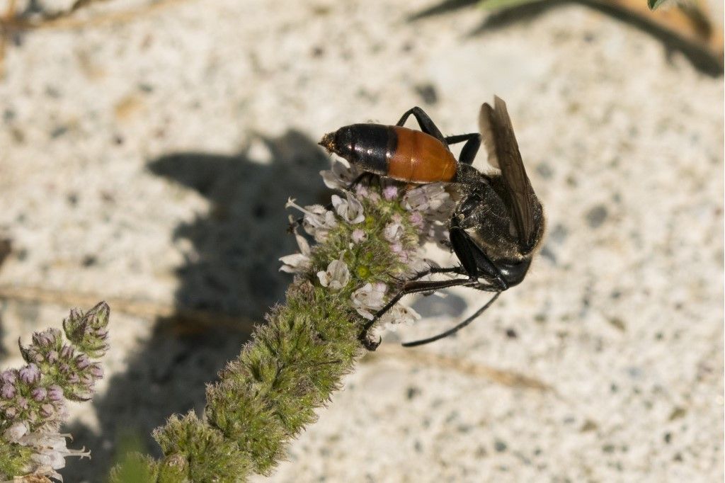 Sphecidae: maschio di Sphex funerarius