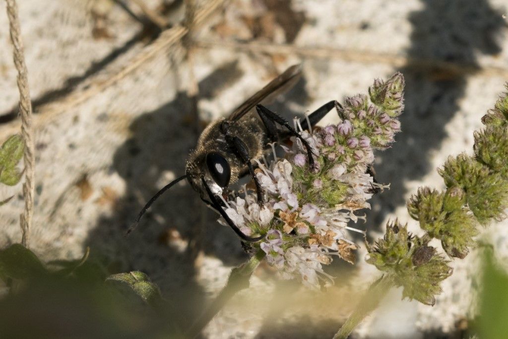 Sphecidae: maschio di Sphex funerarius