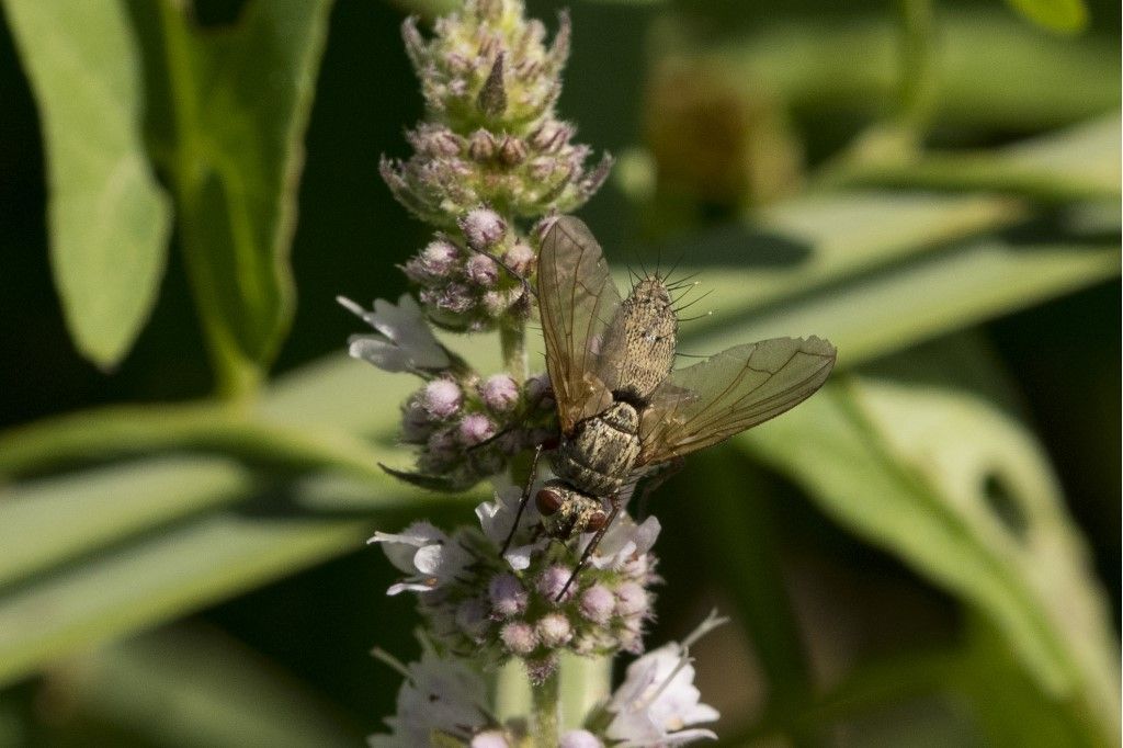 Tachinidae: Prosena siberita ?   No, altro Tachinidae da id.