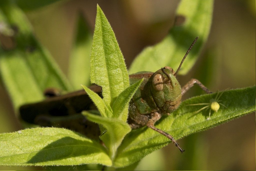 Ailopus sp.