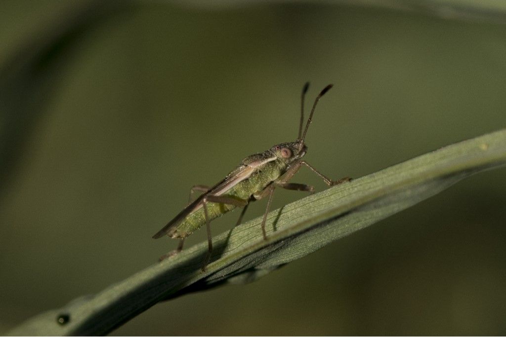 Rhopalidae: Agraphopus lethyerryi (cfr.)