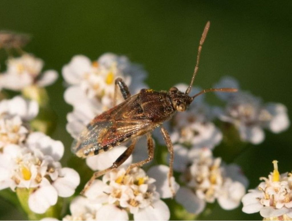 Liorhyssus hyalinus ?