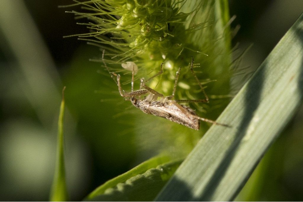Nabidae: Himacerus apterus ?  No,  ninfa di Nabis sp.