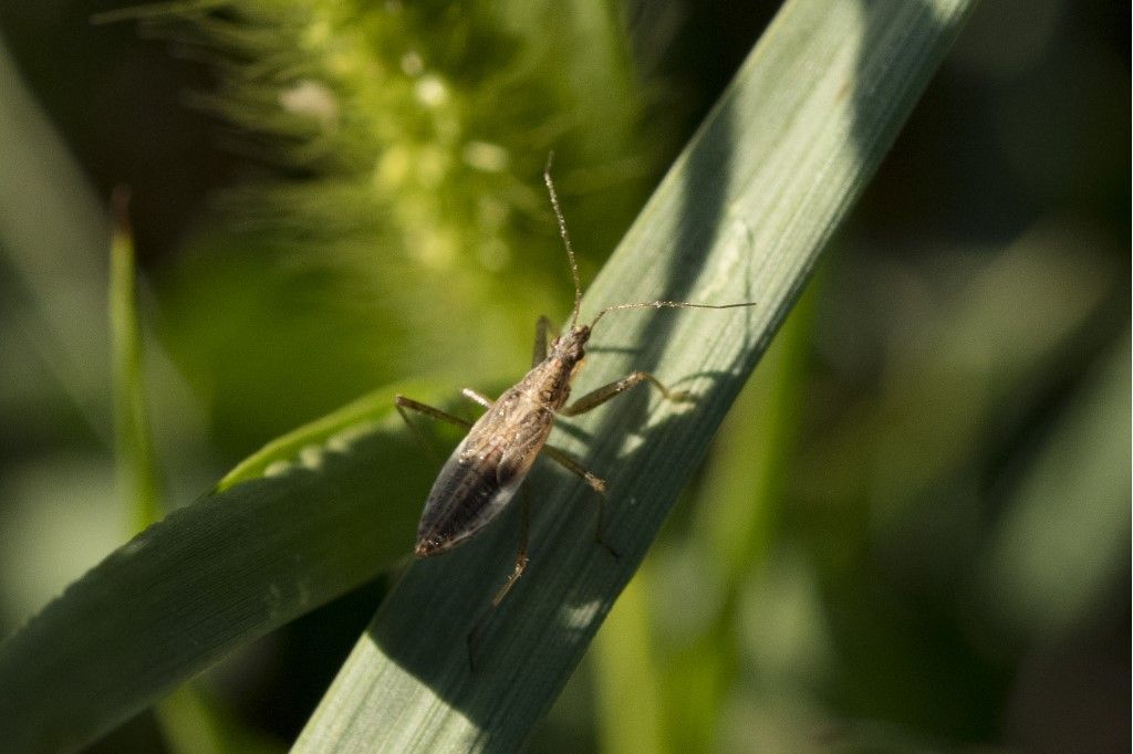 Nabidae: Himacerus apterus ?  No,  ninfa di Nabis sp.
