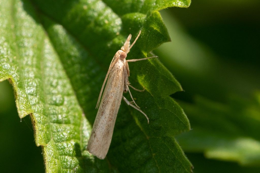 Crambidae: cfr. Crambus sp.